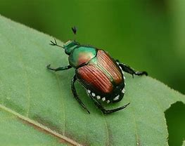 Japanese Beetle