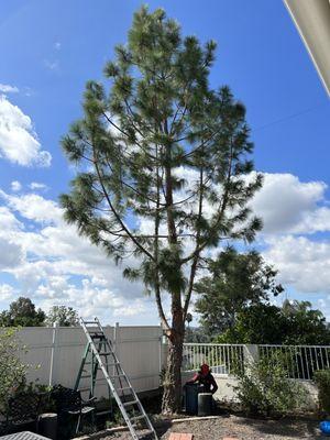 Cut 3 limbs of the Canary Pine and thin it out