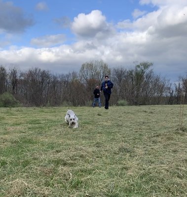 Nice field for running dog behind the hotel.