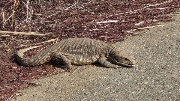 Monitor lizard