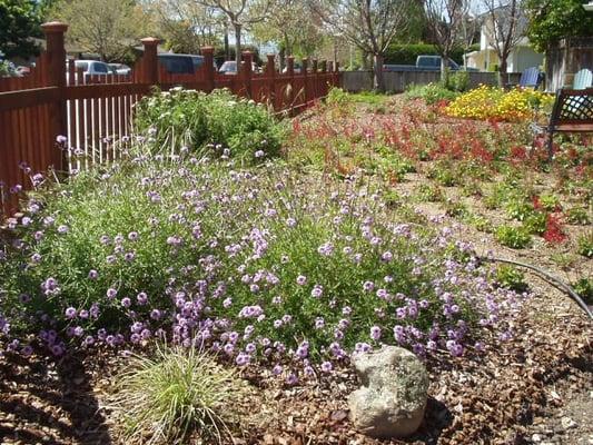 Successful Lawn Replacement in San Jose.  The design makes sure that there are great cycles of color through the year.