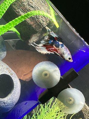 A red white and blue male Betta going to the divider to say a feisty, hello to his neighbor, he cannot get through... mission accomplished