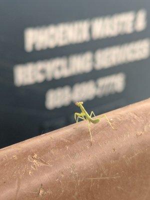 Saw this little buddy while taking out the trash bins. Badass! Praying mantis.. size smaller than a penny coin