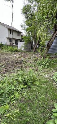 Area of my backyard that the ferns and flowers were damaged and removed.