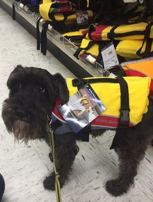 Purchaing a life preserver for our furry friend so he can go boating with us.