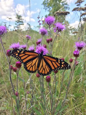 Native plants for pollinators