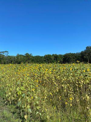 Sunflowers