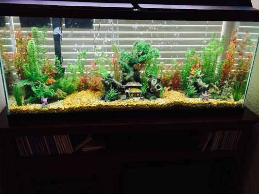 We setup and clean freshwater aquariums as well