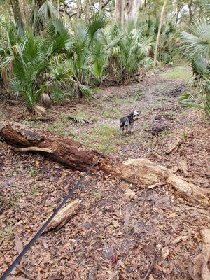 Only 1 tree across the path today