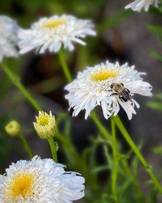 July 15, 2023 Garden pollinator