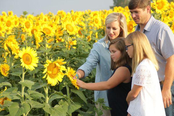 #sunflowers #oliverfarmartisanoils #oliverarm #goodfoodaward