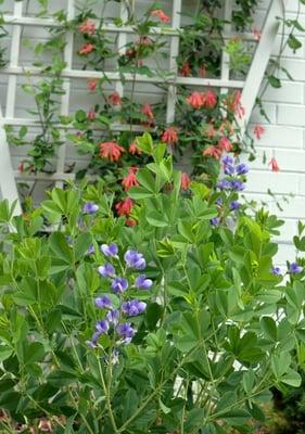 Honeysuckle vine & false indigo begin bloom, both hummingbird favorites in spring (bought at Nature by Design)