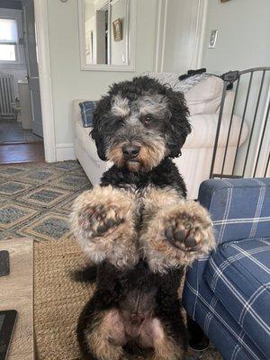 GASPAR gives two thumbs up   for Portsmouth veterinary clinic.