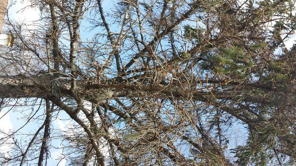 close-up of dying branches