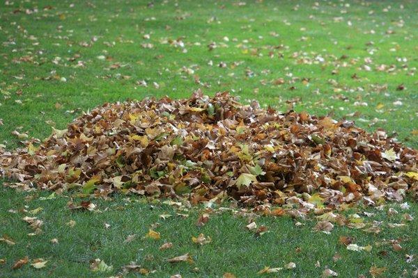 Leaf Clean ups