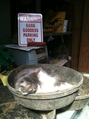 Monkey the barn cat