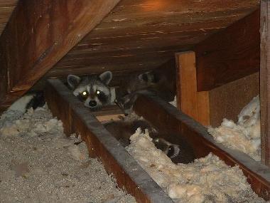 Wildlife in customers attic causing major damage