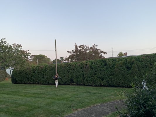 hedge/bush trimming/@ old Saybrook ct