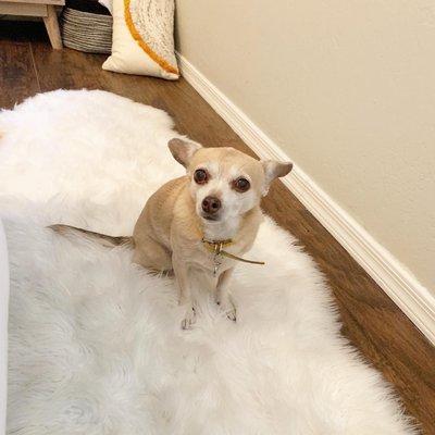 My senior dog, before her dental surgery at the new vet. If you could see her mouth you'd be horrified.