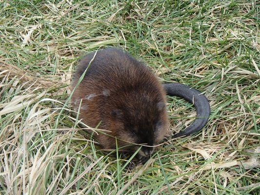 Muskrat - a North American native rodent with powerful tail to propel him in water .. a great swimmer! I saw it swim away!