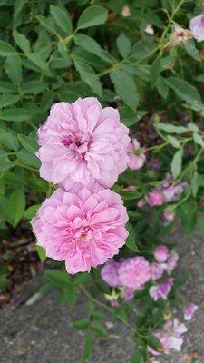 Lovely pink flowers