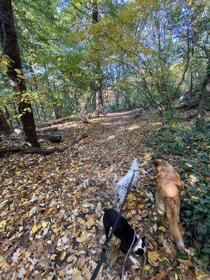 Purple Dog Walkers. Best dog walker in town.