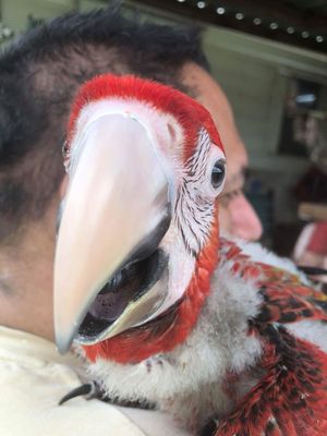 Our baby macaw!