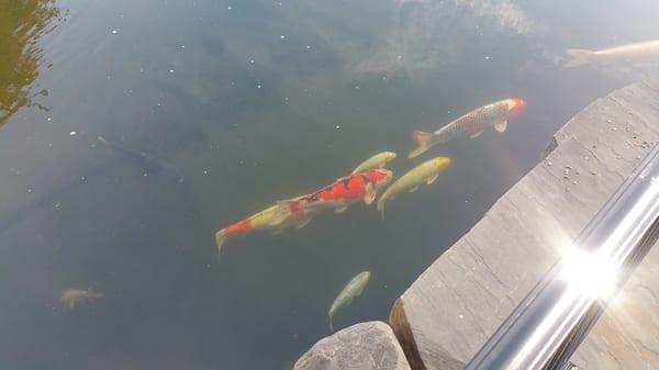 Koi pond set up with some big fish.