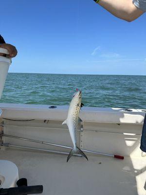 Spanish Mackerel