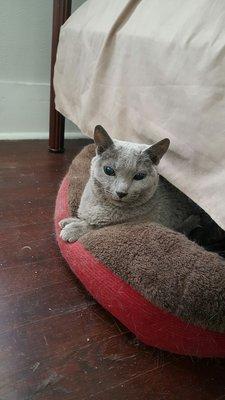 Rimski enjoying his bed a day after nail trim and a minor procedure was done with his paws.