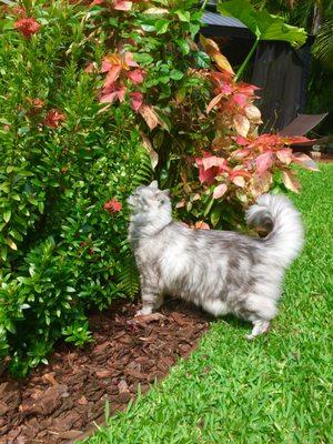 My adorable cat with his beautiful coat! Thanks to Ritzy Pet Spa for keeping him looking his best.