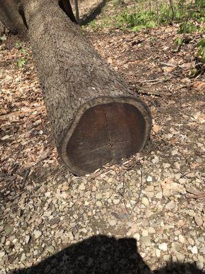 Beautiful dark brown wood on fallen logs