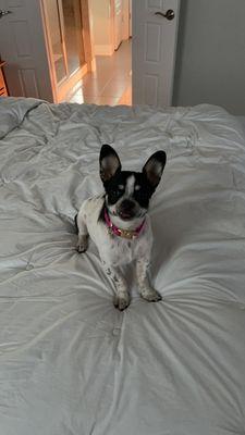 Happy puppy after a wonderful visit with Medical Animal Center of Austin!