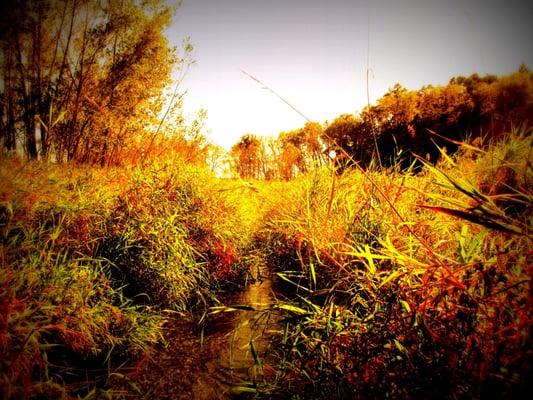 Fryes Feeder near Mt. Vernon, WI. Class II trout stream in the Upper Sugar River Watershed