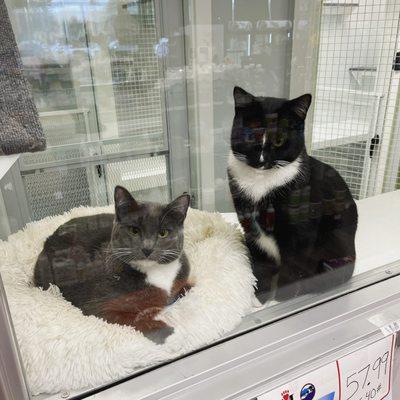 Two cat friends hanging out in the cat hotel