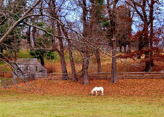 Sherwood Jayne Farm