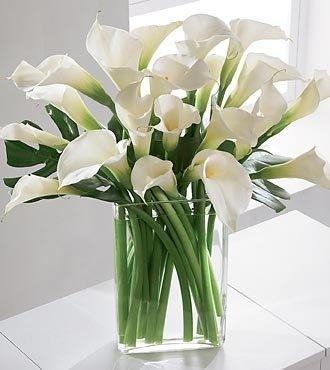 Calla lilies arranged in a vase