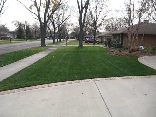 Another client's lawn in Arlington Heights.