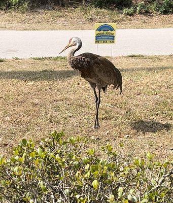 Inspector Sand H Crane looking over job site! Great job Andoran! Thank you !