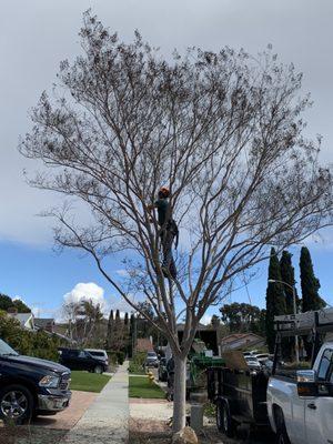 Crepe Myrtle