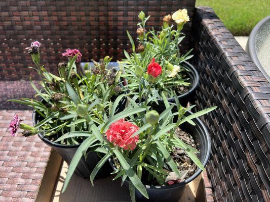 Dianthus