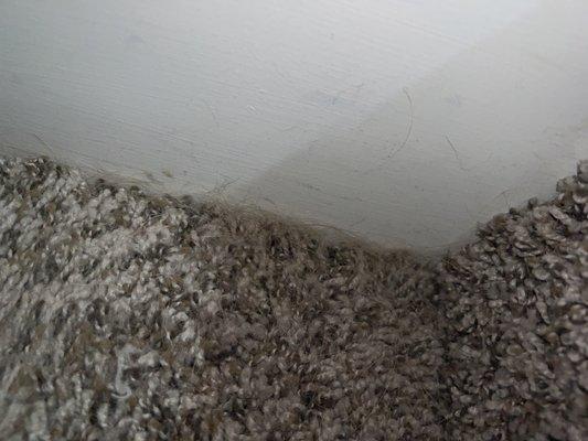 Dog hair on stairs