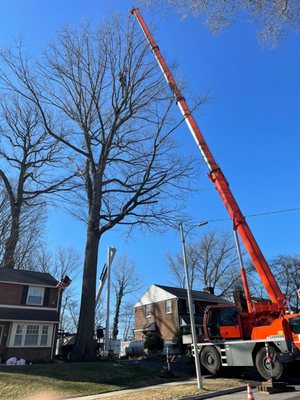 Executive Tree Care