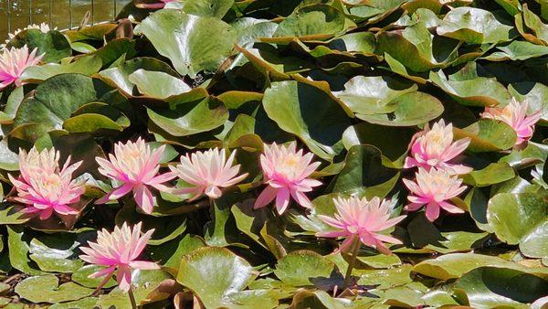 Japanese Friendship Garden