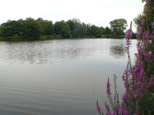 Our Pond view - all guests are welcome to enjoy this relaxing area