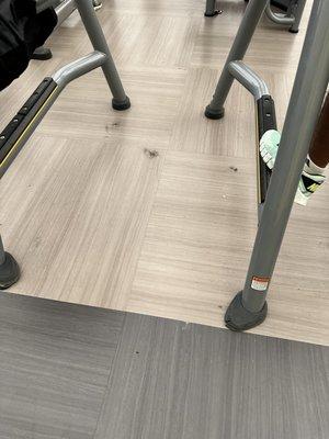 This gym is not cleaned properly and clumped up hair and dust is regularly seen all over the place.