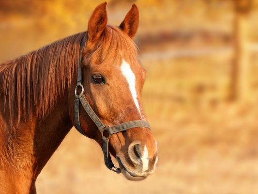 Whitton Farm Race Horse Training