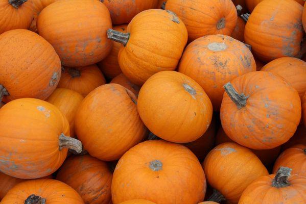 Box of mini pumpkins