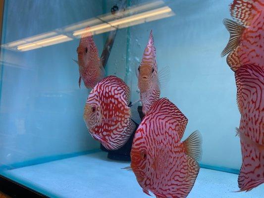 Red Checkerboard Discus