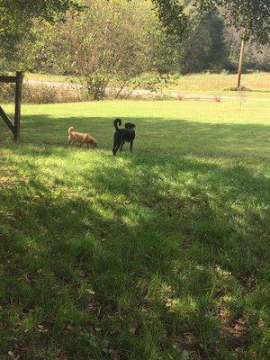 Buddy and Baylee enjoying some shade